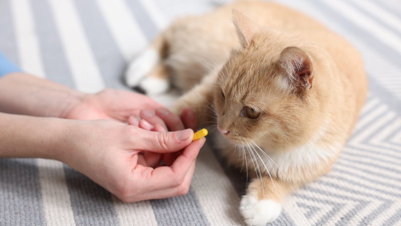 cat with supplement pills