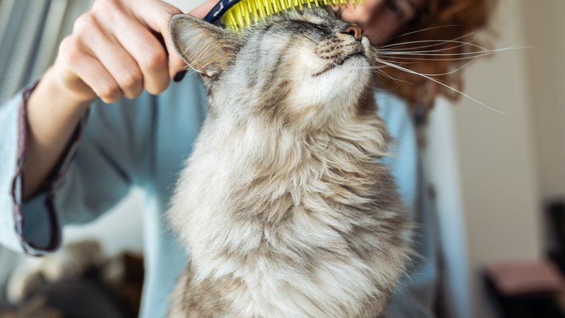 cat owner grooming pet