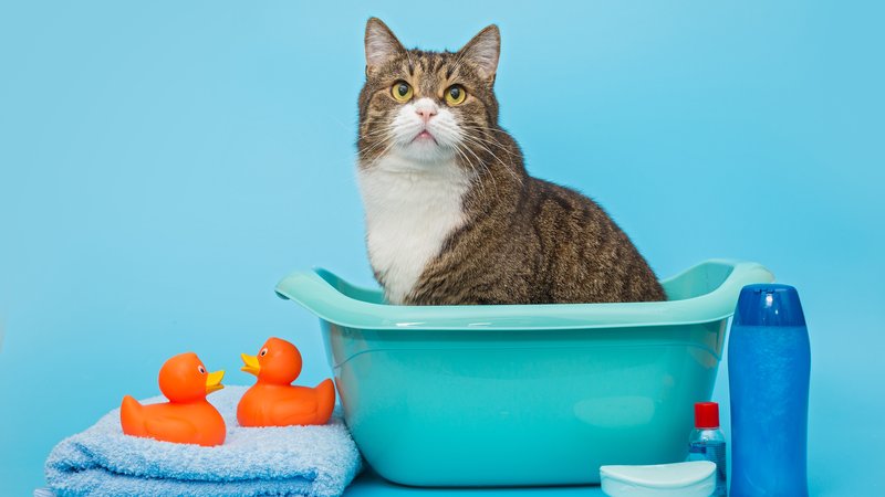 cat in bathtub