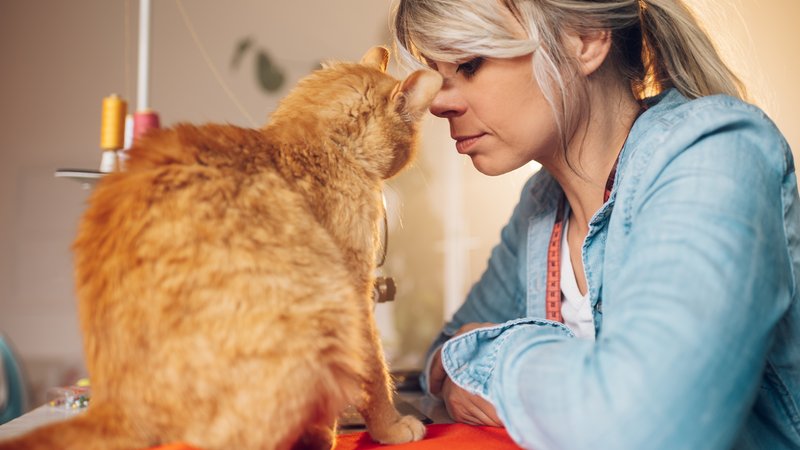 cat owner comforting elderly cat