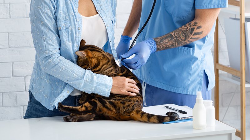 preoperative veterinary checkup