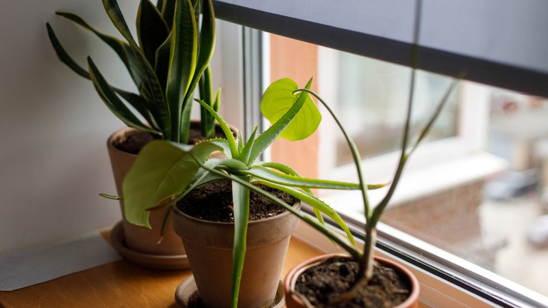 apartment plants danger