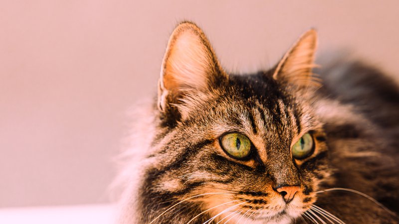 domestic cat close-up