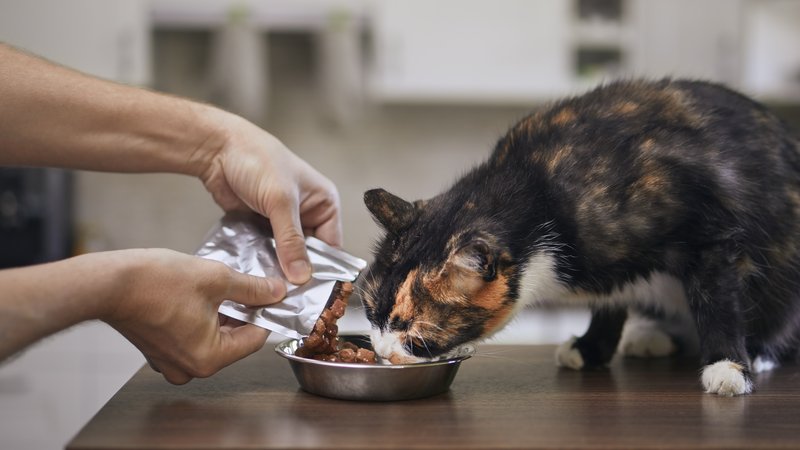 cat owner feeding cat
