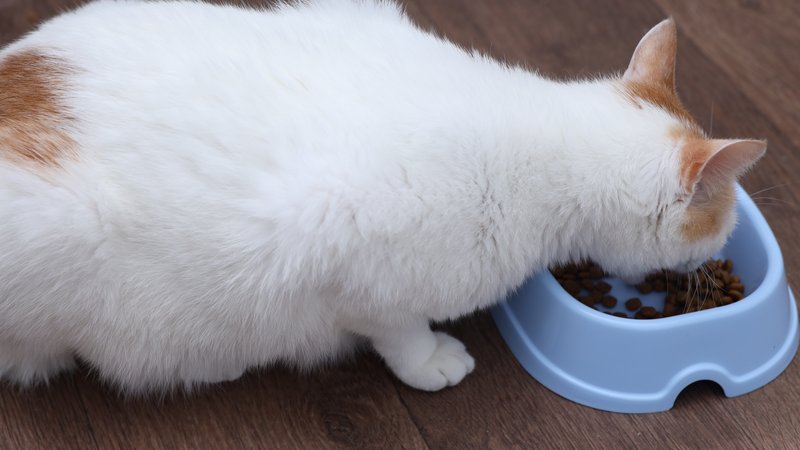 cat eating wet food bowl