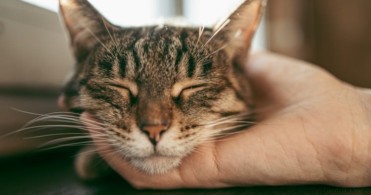 purring cat