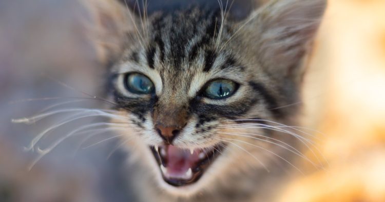 cat meowing