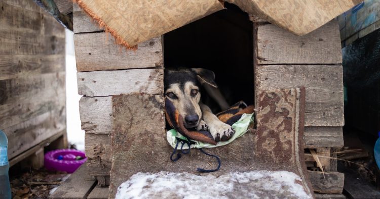 thin dog confined room