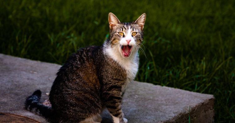 cat meowing