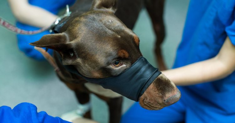 dogs sniffing masks