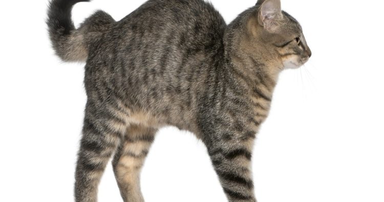 cat tail position