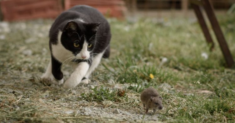 cat bringing mouse