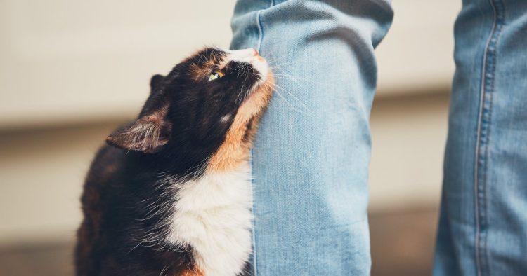 cat rubbing legs