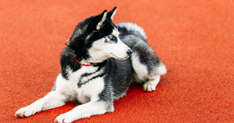senior dog red carpet