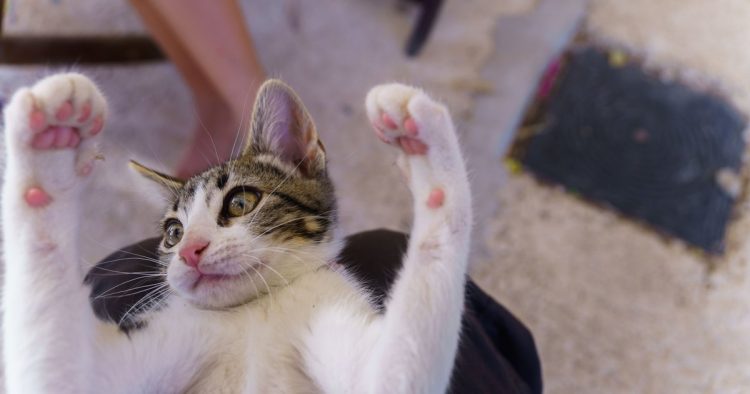 cat falling legs