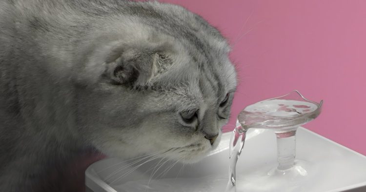 cat drinking water