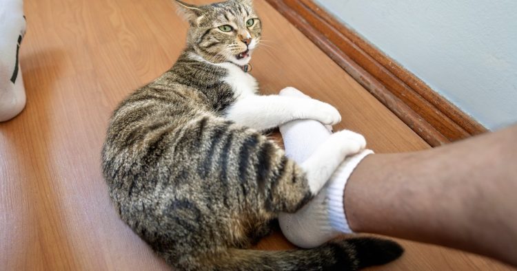 cat attacking feet
