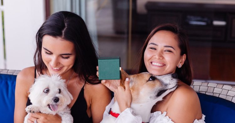dogs exchange cards