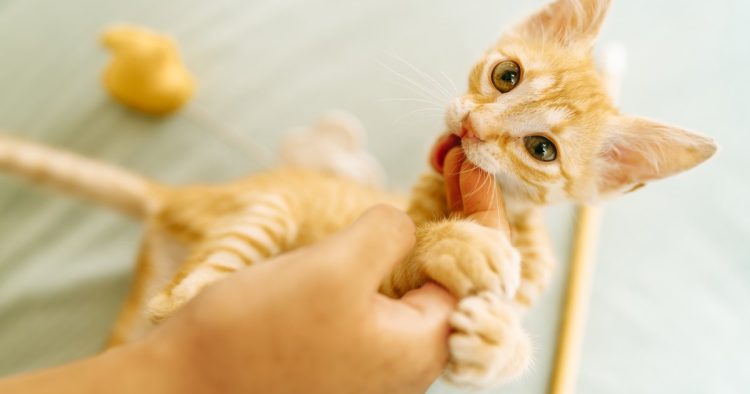 playing cat biting