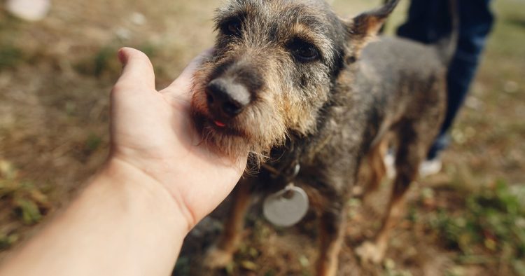 lost dog rescue