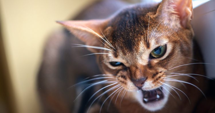 aggressive cat
