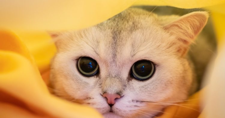 anxious cat
