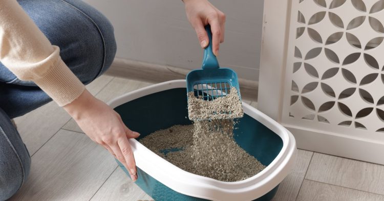 cat litter cleaning