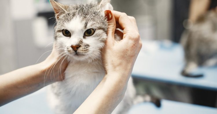 clean cat ears
