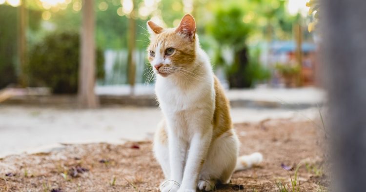 cat sitting