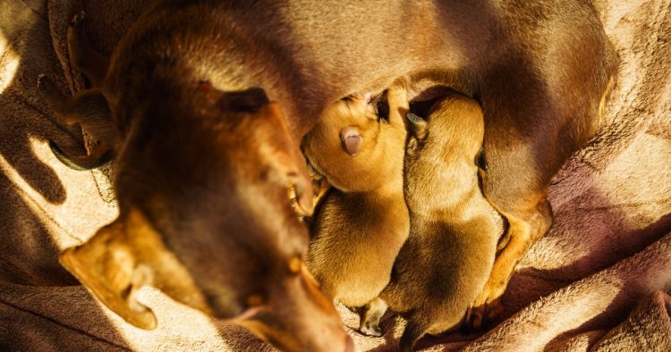 sleeping dog brain