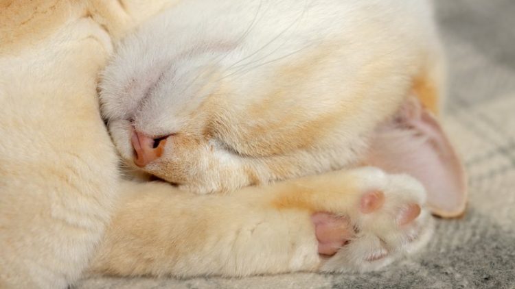 cat kneading paws