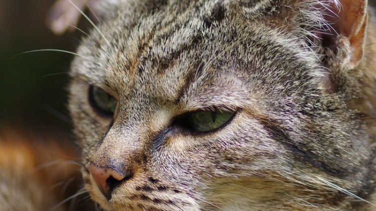 domestic cat face