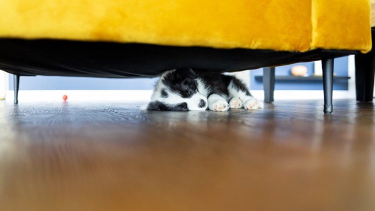 cat hiding under furniture