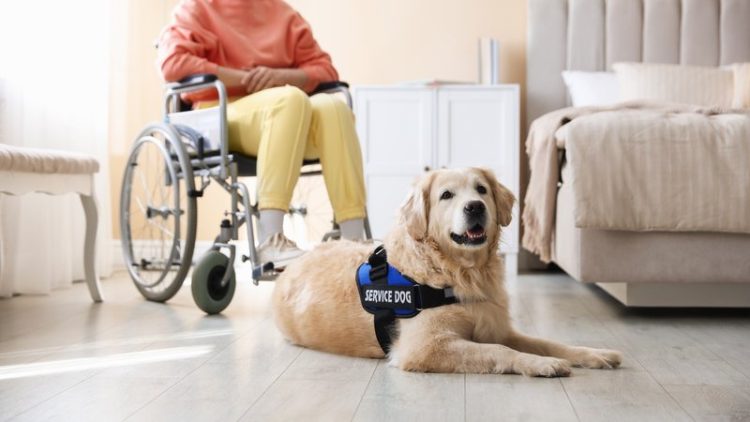 woman training assistance dog