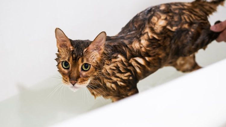 cat avoiding bath
