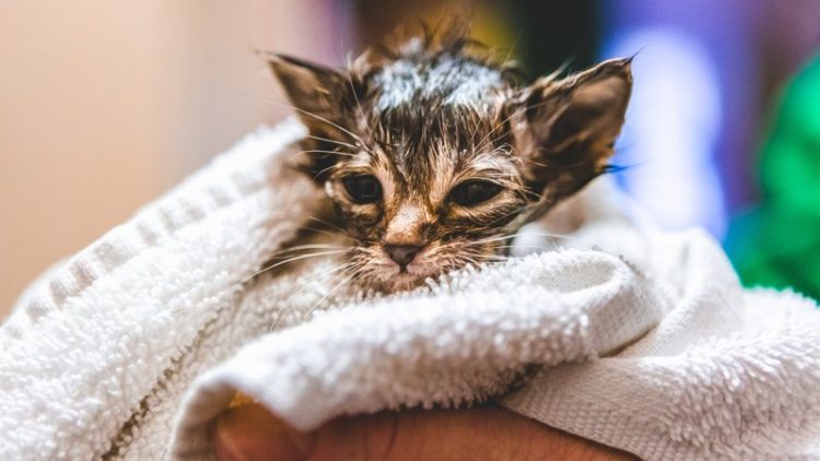 rescuing kitten from heat