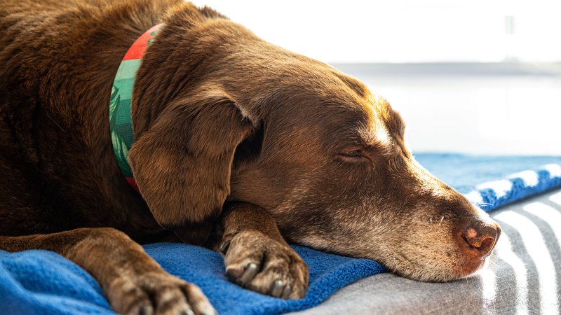 dog sleeping with electrodes