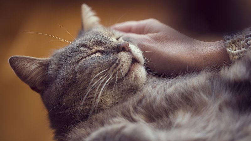cat purring close-up