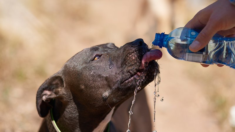 hot weather animal rescue