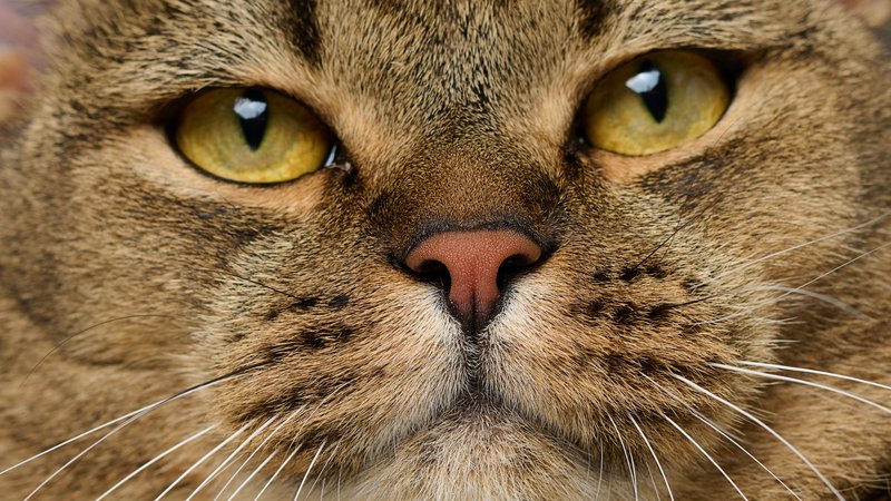 domestic cat close-up