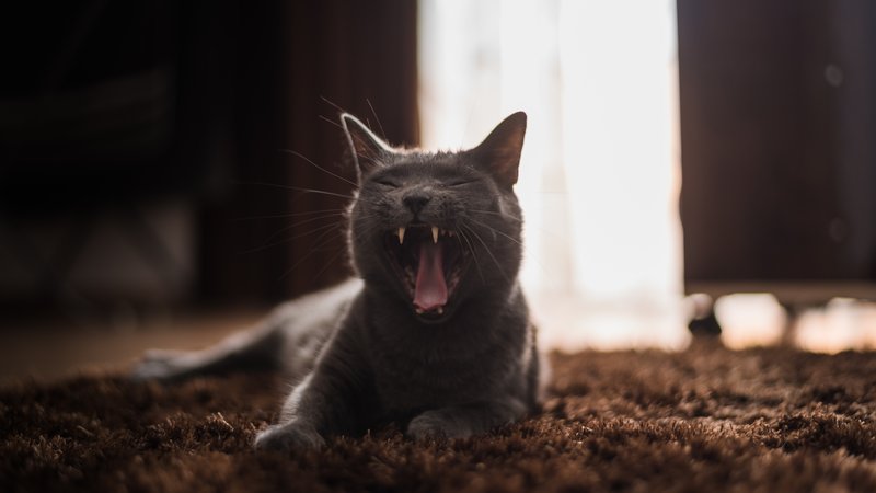 cat meowing indoors