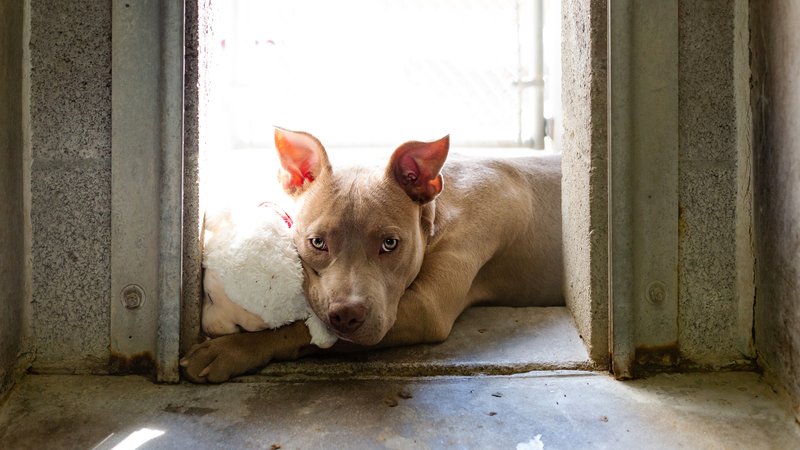 emaciated dog in confined space