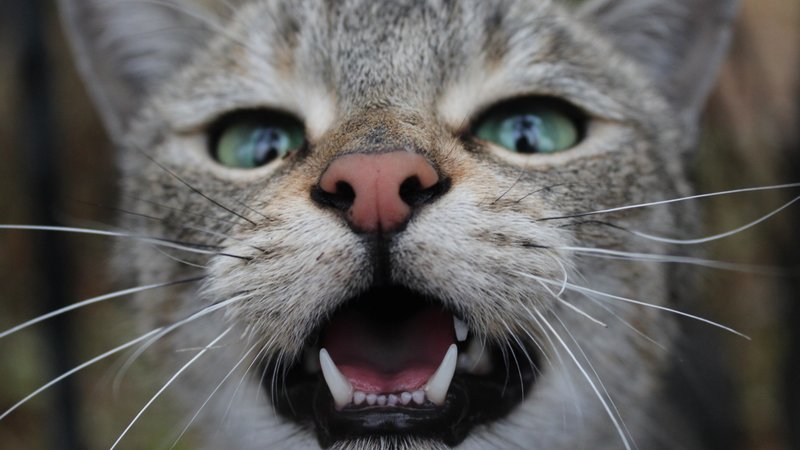 cat meowing close-up