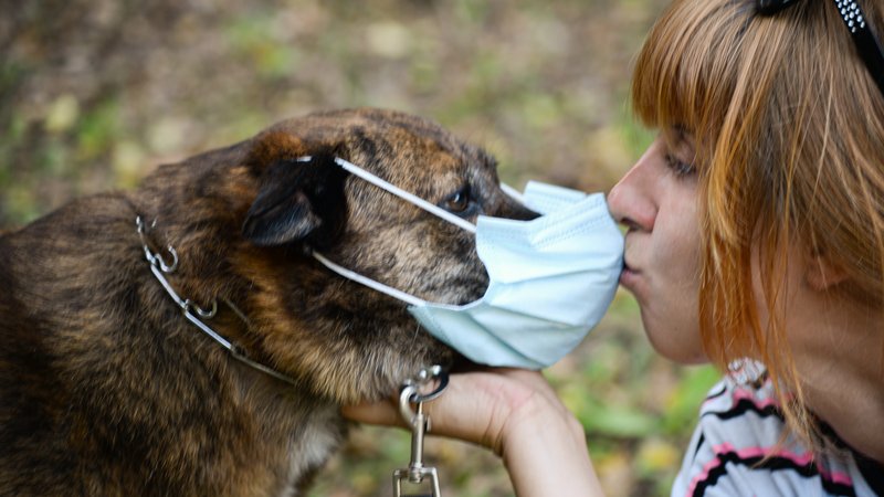 dog sniffing medical mask