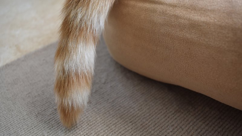 cat tail close-up