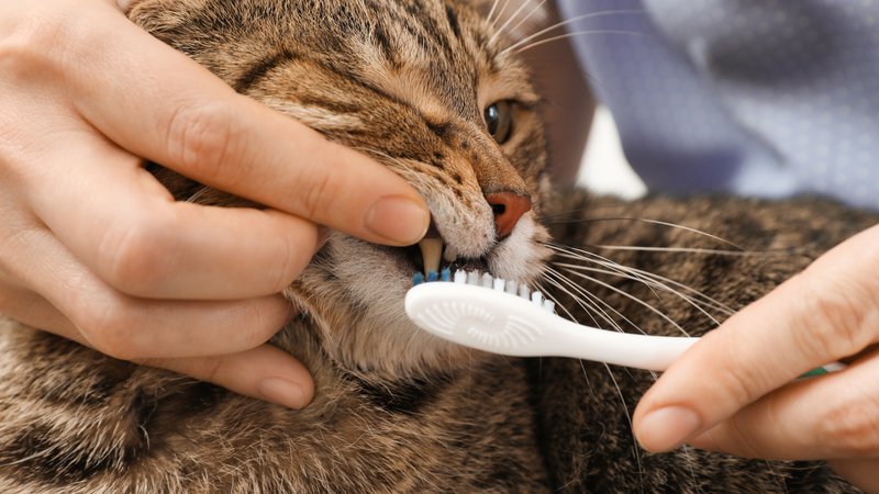 cat dental care routine