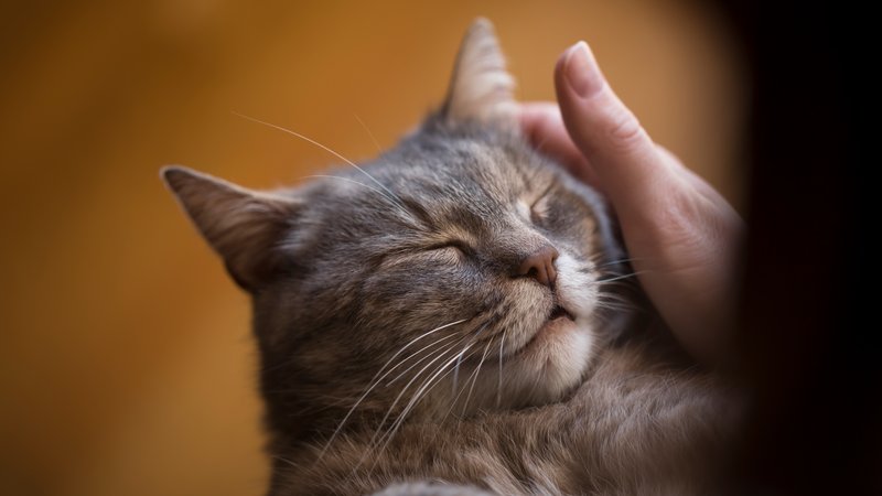 cat showing affection
