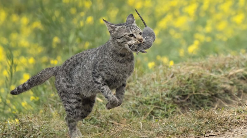 domestic cat with catch