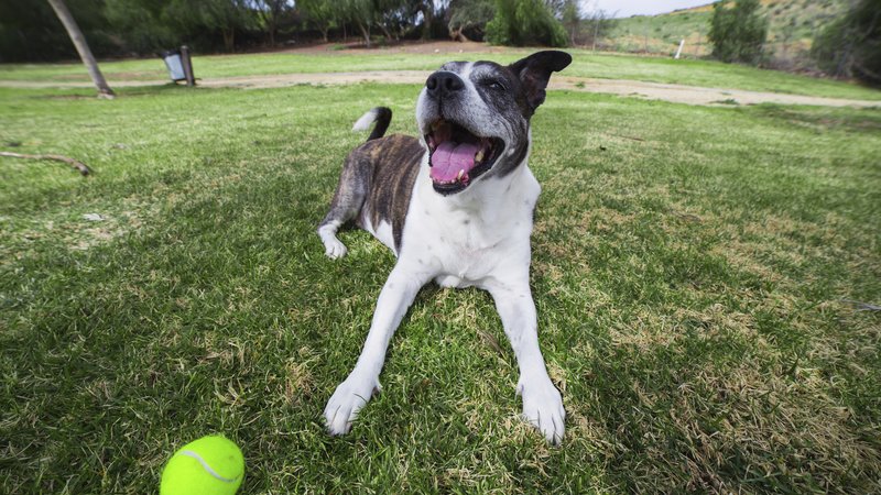 rescue dog playing ball