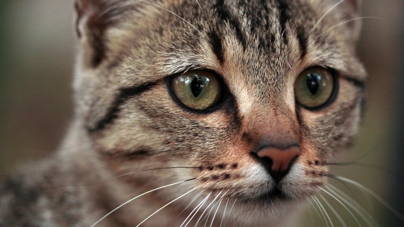 domestic cat close-up